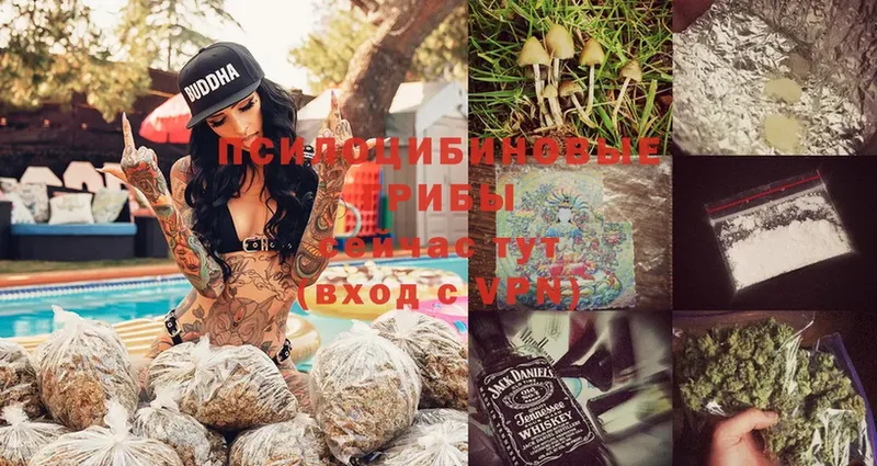 Псилоцибиновые грибы Magic Shrooms  Палласовка 